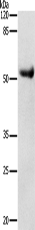 DRD4 Polyclonal Antibody – Figure 1 of 4
