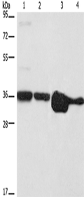 ELAVL1 Polyclonal Antibody – Figure 1 of 4