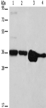 ELAVL1 Polyclonal Antibody – Figure 1 of 4