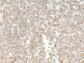 EIF1AY Polyclonal Antibody – Figure 1 of 3