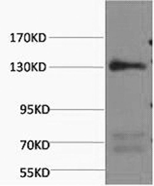 NOS3 Monoclonal Antibody – Figure 1 of 2