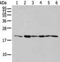 EEF1E1 Polyclonal Antibody – Figure 1 of 4