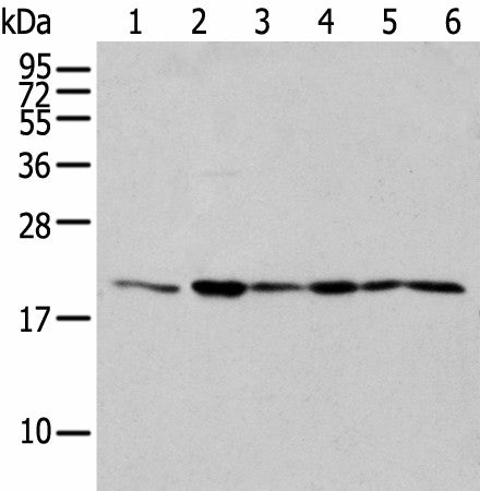 EEF1E1 Polyclonal Antibody – Figure 1 of 4