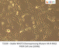 Stable NIH3T3 Overexpressing Mutant HA-R-RAS2 P45R Cell Line (JLR46) | Applied Biological Materials (abm)