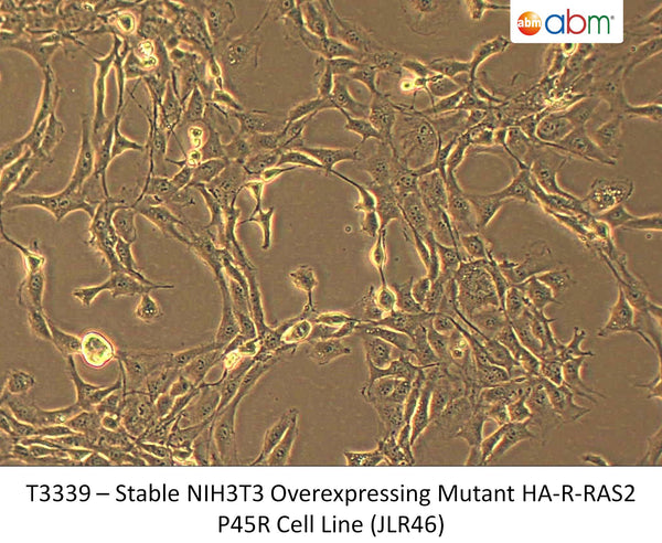 Stable NIH3T3 Overexpressing Mutant HA-R-RAS2 P45R Cell Line (JLR46) | Applied Biological Materials (abm)