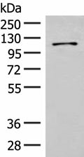 FANCB Polyclonal Antibody – Figure 1 of 4