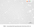 Immortalized Rat Suprachiasmatic Cells (Clone SCN 1.4) – Figure 1 of 1