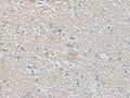 CDH12 Polyclonal Antibody – Figure 1 of 3
