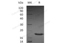Recombinant Human SUMO3/SMT3A Protein – Figure 1 of 2