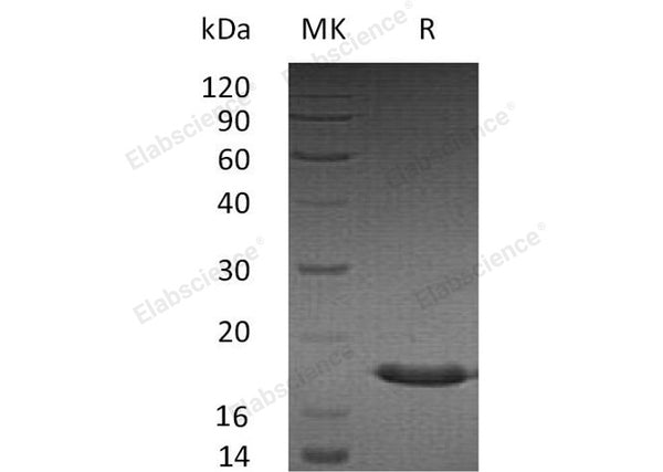 Recombinant Human SUMO3/SMT3A Protein – Figure 1 of 2