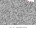 GFP Stable MC-38 Cell Line – Figure 1 of 1