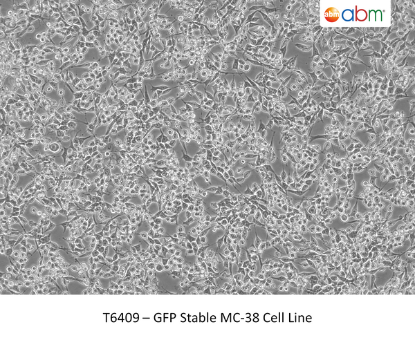 GFP Stable MC-38 Cell Line – Figure 1 of 1