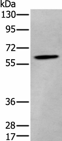 ZKSCAN1 Polyclonal Antibody – Figure 1 of 3