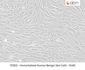 Immortalized Human Benign Skin Cells - SV40 | Applied Biological Materials (abm)