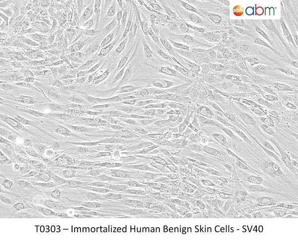 Immortalized Human Benign Skin Cells - SV40 | Applied Biological Materials (abm)