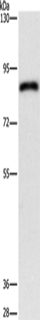 APEH Polyclonal Antibody – Figure 1 of 3
