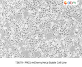 PRC1-mCherry HeLa Stable Cell Line – Figure 1 of 1