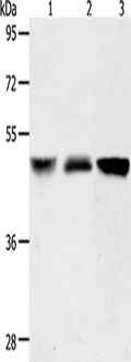 ACOT9 Polyclonal Antibody – Figure 1 of 2