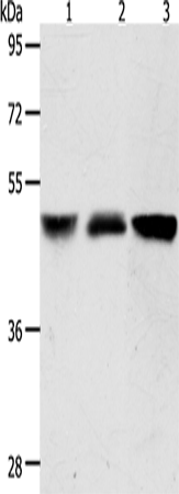 ACOT9 Polyclonal Antibody – Figure 1 of 2