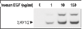 Recombinant human EGF protein – Figure 1 of 1