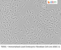 Immortalized Lizard Embryonic Fibroblast Cell Line (ASEC-1) | Applied Biological Materials (abm)