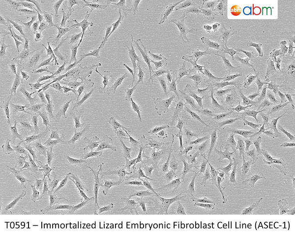 Immortalized Lizard Embryonic Fibroblast Cell Line (ASEC-1) | Applied Biological Materials (abm)