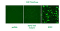 E2F Reporter Lentivirus – Figure 1 of 3