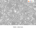 HN12 Cells | Applied Biological Materials (abm)
