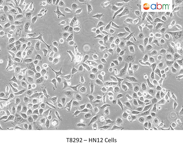 HN12 Cells | Applied Biological Materials (abm)