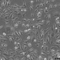 EA.hy926 cell