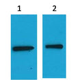 EYFP-Tag Mouse pAb – Figure 1 of 1