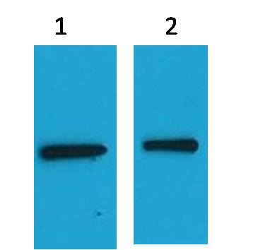 EYFP-Tag Mouse pAb – Figure 1 of 1