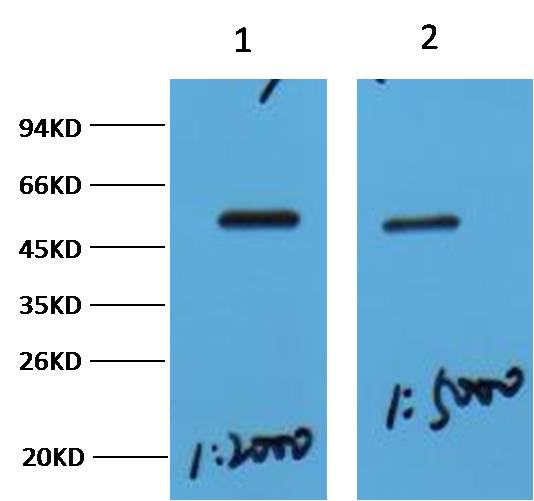 Western blot analysis of Hela with MeCP2 Rabbit pAb diluted at  1, 1:2,000   2, 1:5,000