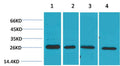 Western blot analysis of 1) MCF7, 2)Mouse Heart Tissue, 3)Rat Heart Tissue, 4)Rat Brain Tissue with SLUG Rabbit pAb EA168 diluted at 1:2,000.