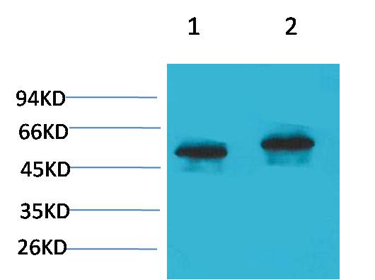 P53 Rabbit pAb – Figure 1 of 2