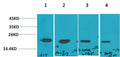 Western blot analysis of 1) 293T, 2)MCF7, 3)Mouse Liver Tissue, 4) Rat Liver Tissue with P21 Rabbit pAb EA236 diluted at 1:2,000.