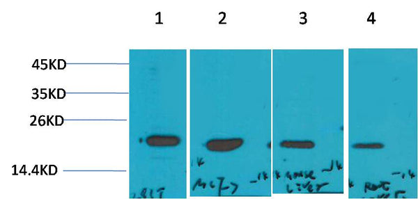 Western blot analysis of 1) 293T, 2)MCF7, 3)Mouse Liver Tissue, 4) Rat Liver Tissue with P21 Rabbit pAb EA236 diluted at 1:2,000.
