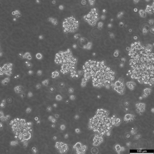 GH3 cell