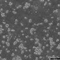 EB3 cell