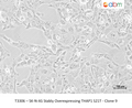SK-N-AS Stably Overexpresisng THAP1 S21T - Clone 9 – Figure 1 of 1