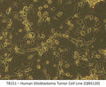 Human Glioblastoma Tumor Cell Line (QNS120) | Applied Biological Materials (abm)