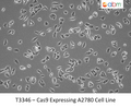 Cas9 Expressing A2780 Cell Line | Applied Biological Materials (abm)