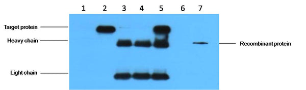 IP antibody use：5ug HA Mouse IgG1 per ml Lysate，WB 1:5000  1、untransfected 293 cell lysate  2、transfected 293 cell lysate with HA-tag fusion protein  3、IP(untransfted 293+anti-HA mAb+Protein G agarose)  4、IP (transfected 293+ normal Mouse IgG+Protein G ag