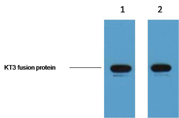 1ug KT3 fusion protein+ Primary antibody dilution at 1, 1:5,000 2, 1:10,000