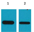 Western blot analysis of Recombinant protein with EM1024 diluted at 1) 1:5,000 2) 1:10,000