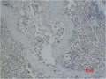 CD41/Integrin α/2b Mouse mAb – Figure 1 of 1