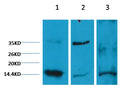 Western blot analysis of 1) Hela, 2) Rat Heart Tissue, 3) Raw264.7 with EM1108 diluted at 1:2000.
