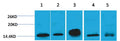Western blot analysis of 1) Hela, 2)3T3 , 3) Raw264.7, 4) Rat Brain, 5) Rat Kidney with Histone H2B(Mix-mA ™) Mouse mAb EM1163 diluted at 1:2,000.