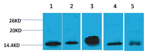 Western blot analysis of 1) Hela, 2)3T3 , 3) Raw264.7, 4) Rat Brain, 5) Rat Kidney with Histone H2B(Mix-mA ™) Mouse mAb EM1163 diluted at 1:2,000.