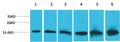 Western blot analysis of 1) Hela, 2) 293T, 3)3T3, 4)Mouse Liver Tissue, 5) Rat Liver Tissue, 6) Rat Kidney Tissue, with Cytochrome C Mouse mAb EM1182 diluted at 1:2,000.